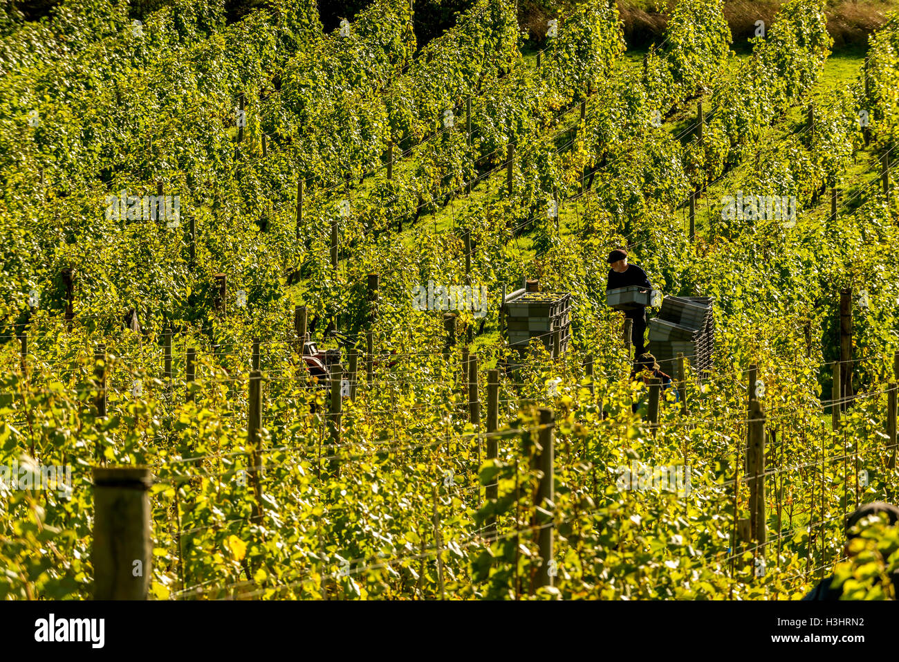 Grape pickers Enjoying The Autumn Sunshine At Breaky Bottom Vineyard grape-pickers-enjoying-the-autumn-sunshine-at-breaky-bottom-vineyard