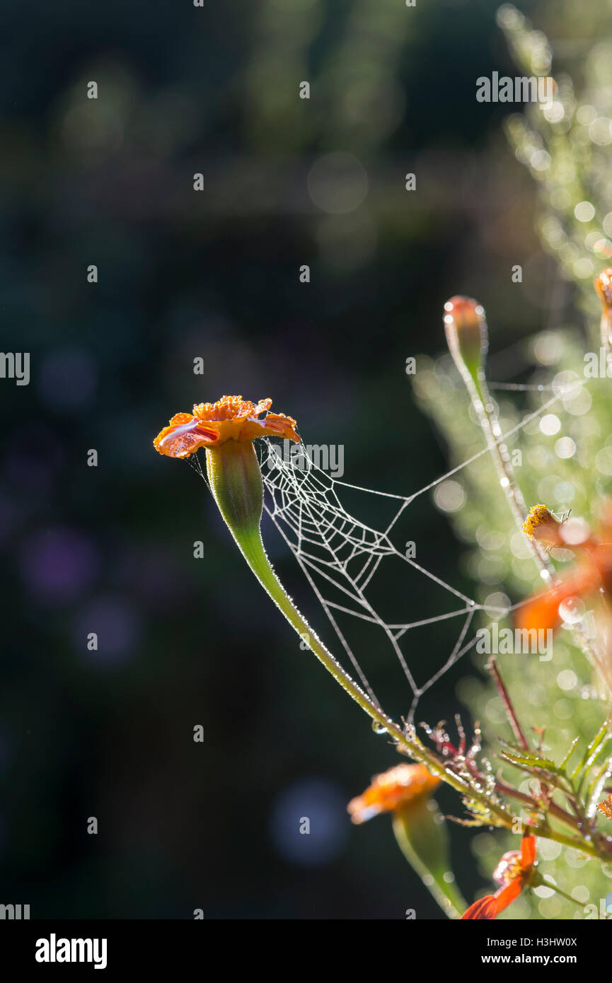 Tagetes. African marigold flower and a spiders web in morning sunlight UK Stock Photo