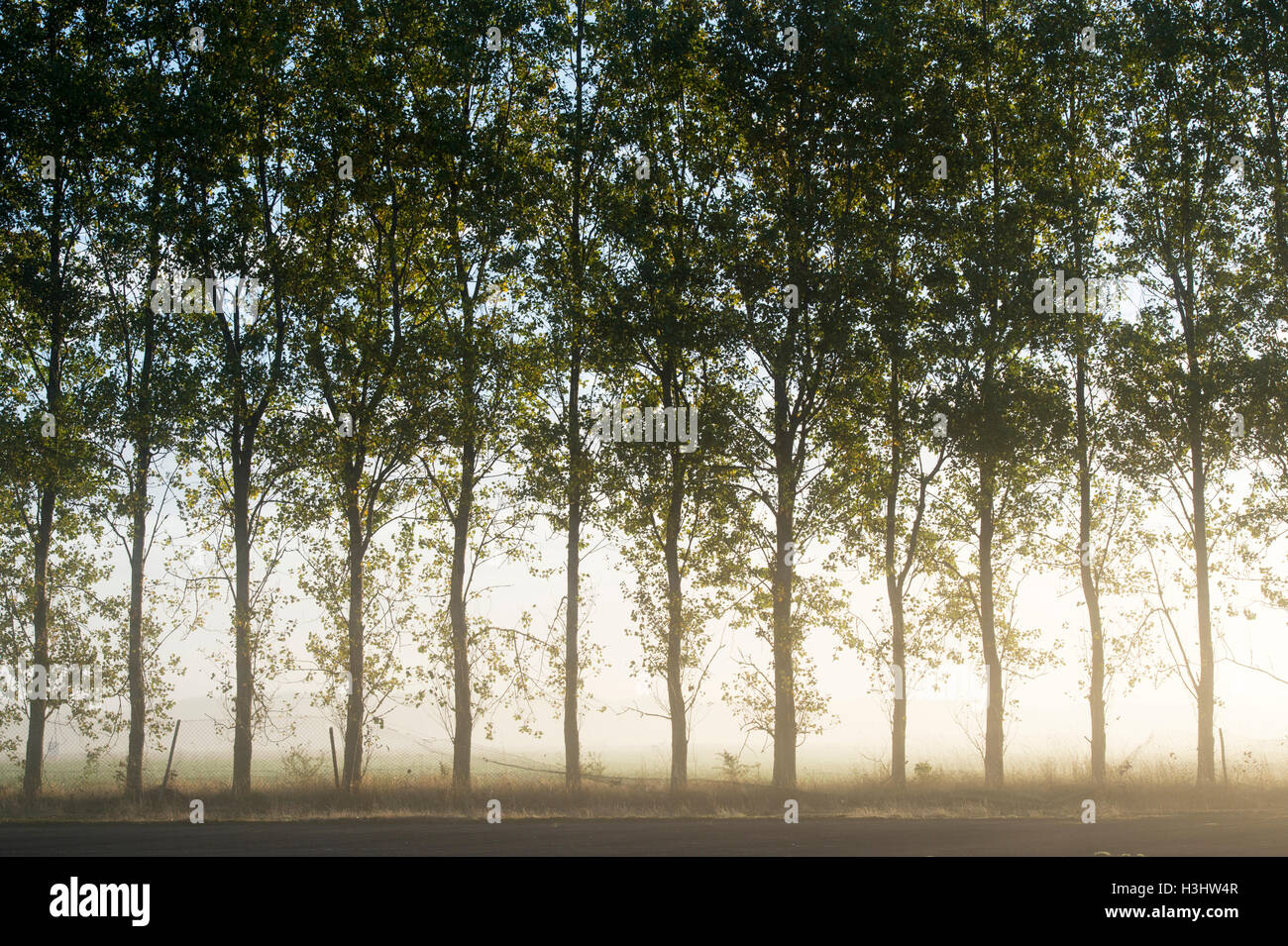 Morning light through trees in the clearing fog in autumn. UK Stock Photo