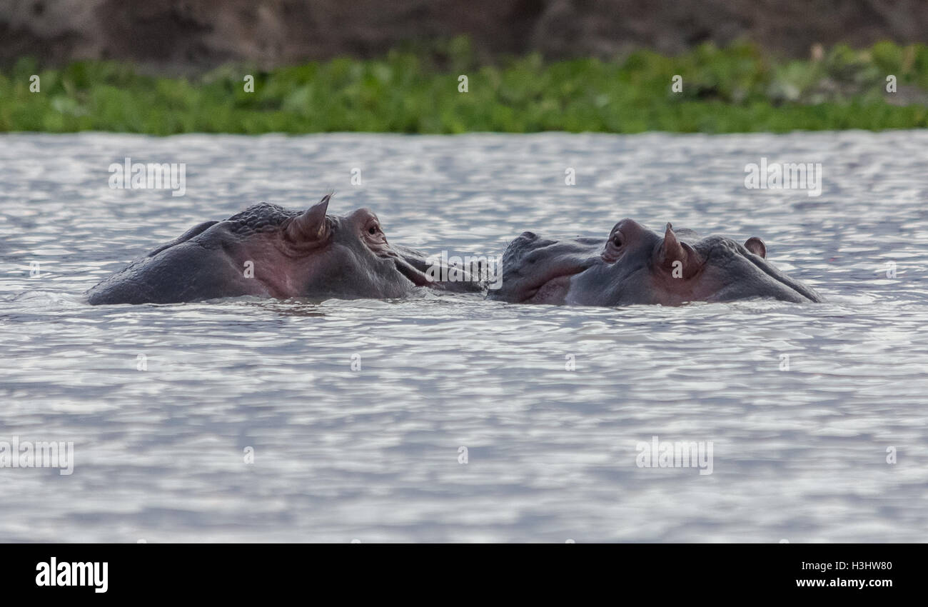 Hippos meet head to head in water Stock Photo