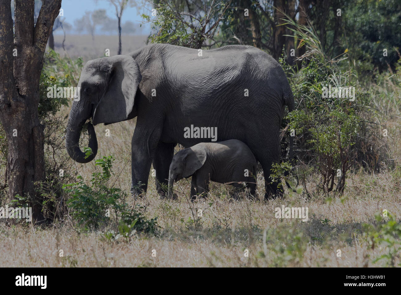 Elephant and calf in African bush Stock Photo - Alamy