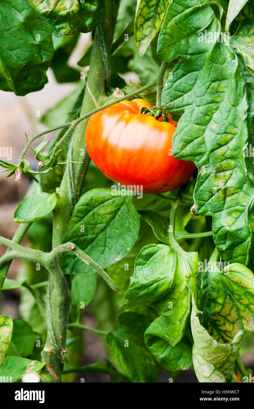 Muchamial tomatoes are specially grown for La Tomatina, Valencia's annual tomato throwing festival. Stock Photo