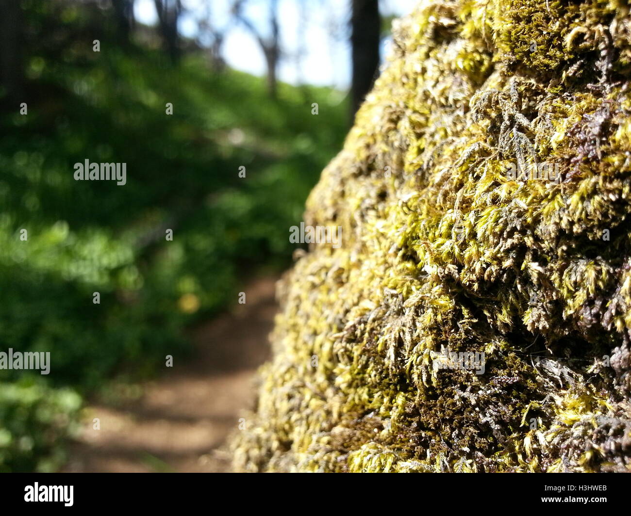 mossy Oregon coast trees. Stock Photo