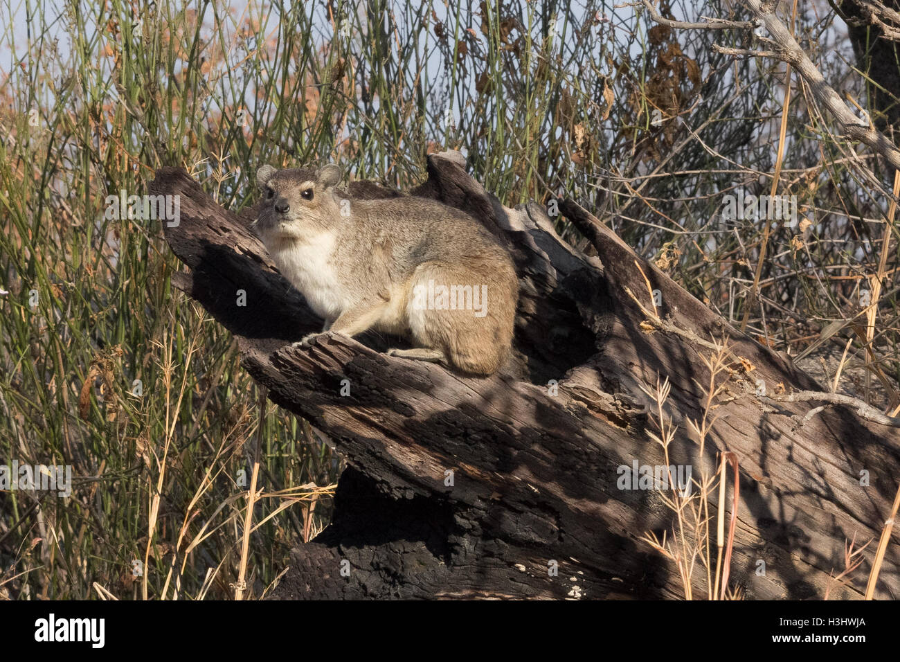 Tree hyrax sitting on a log Stock Photo
