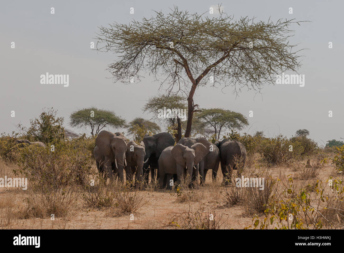 Wild elephants shelter under tree Stock Photo Alamy