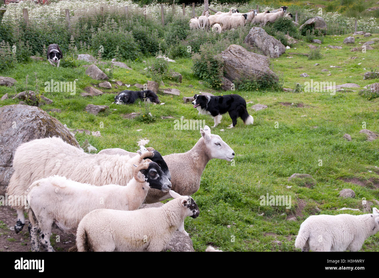 Border Collies Hearding Sheep Stock Photo Stock Photo