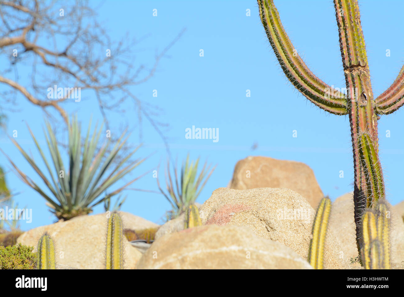 Textural Cowboy Cactus & Boulders at Wirikuta Desert Botanical Garden Puerto Los Cabos, Mexico - Blue Sky & Blurred Background Stock Photo