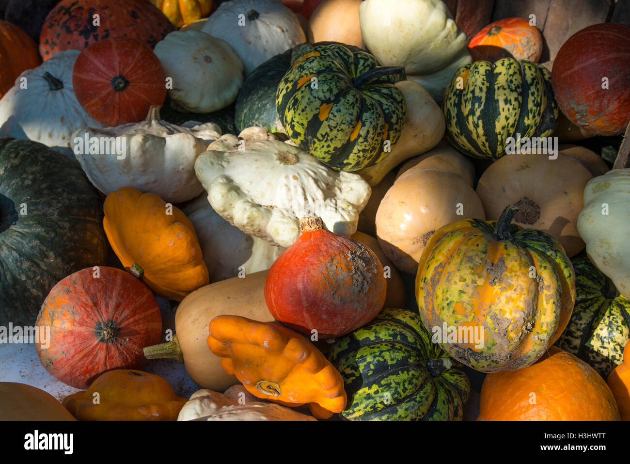 Variety of pumpkins, closeup, market on Place du Marche in Carouge, Geneva, Switzerland Stock Photo