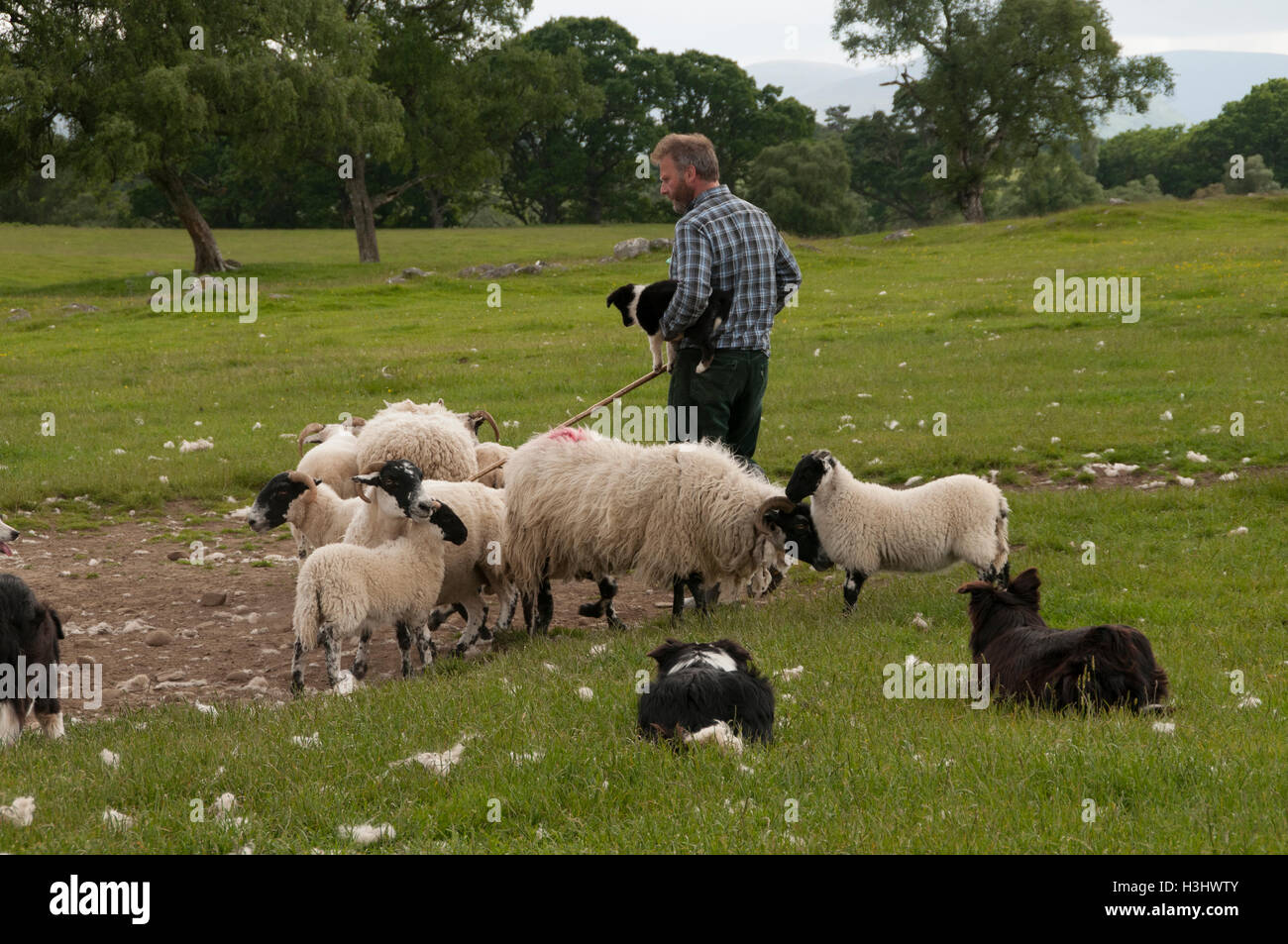 Sheep Hearder, Sheep and Border collies - Stock Photo Stock Photo