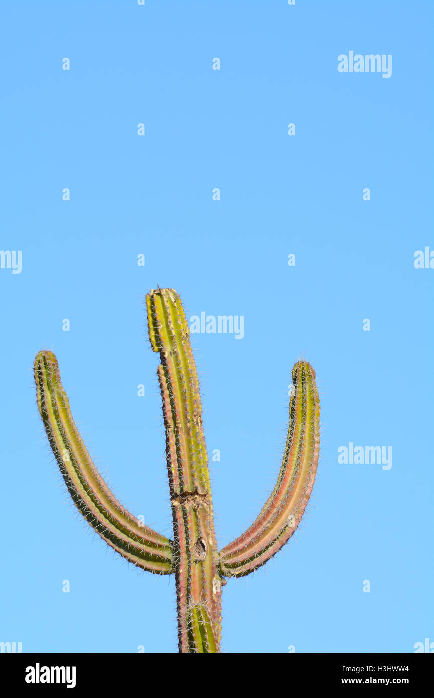 Solo Textural Movie Cowboy Cactus at Wirikuta Desert Botanical Garden, Puerto Los Cabos, Mexico, Blue Sky Background Warm Summer Stock Photo
