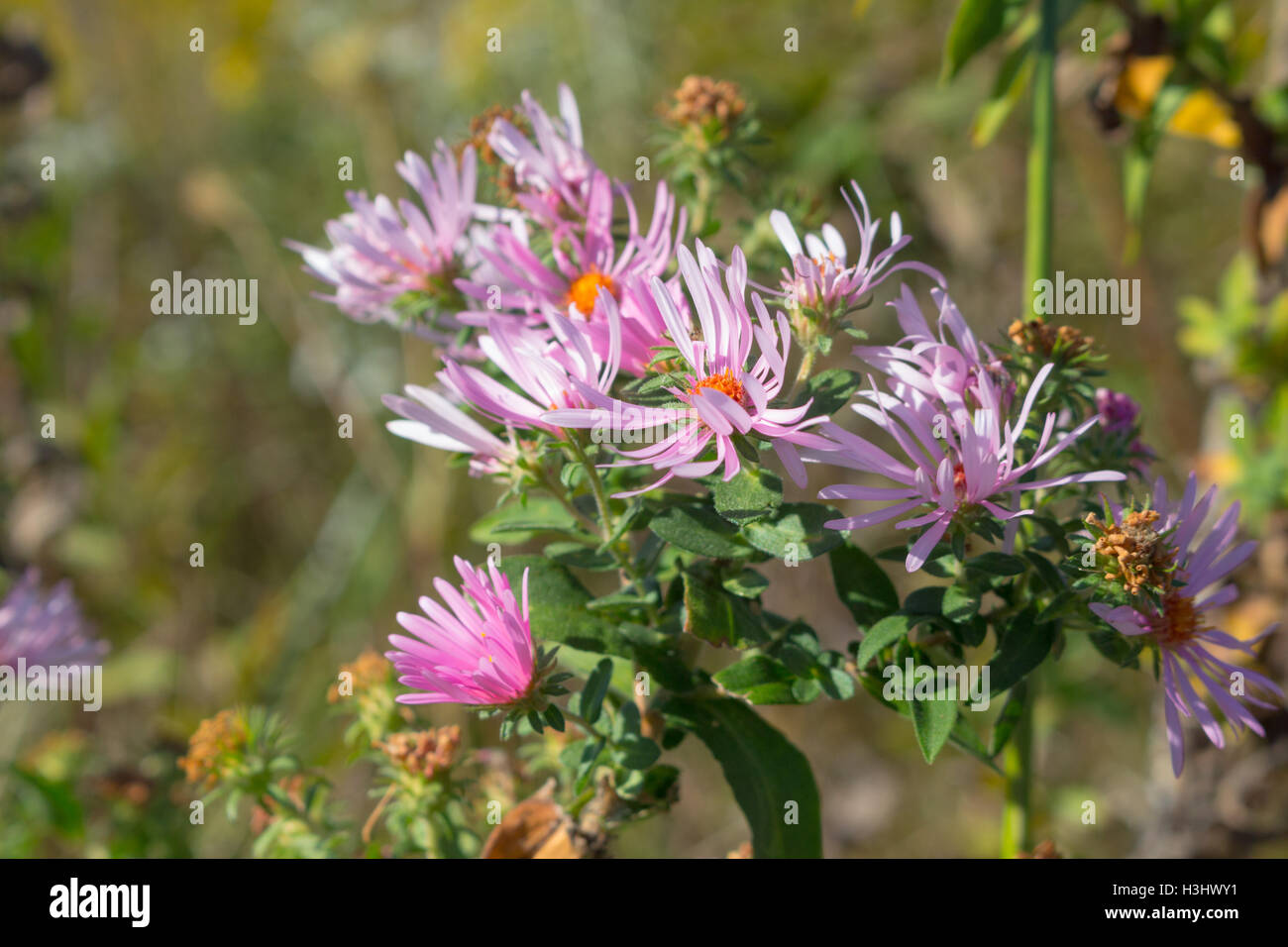 Wild pink New England asters (Symphyotrichum novae-angliae) blooming in a field, Indiana, United States Stock Photo