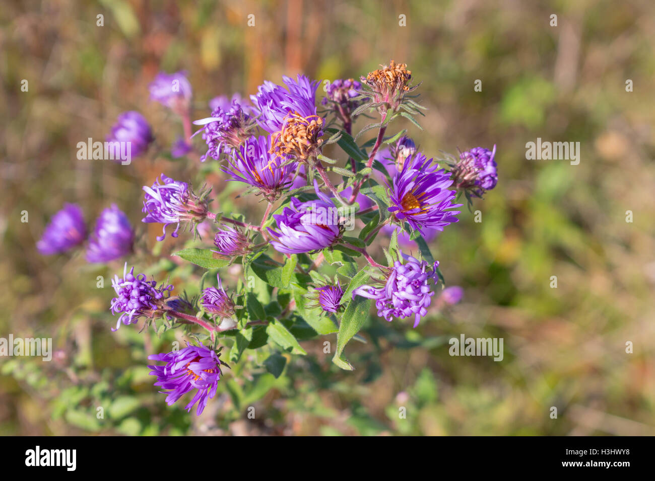 Wild purple New England asters (Symphyotrichum novae-angliae) blooming in a field, Indiana, United States Stock Photo