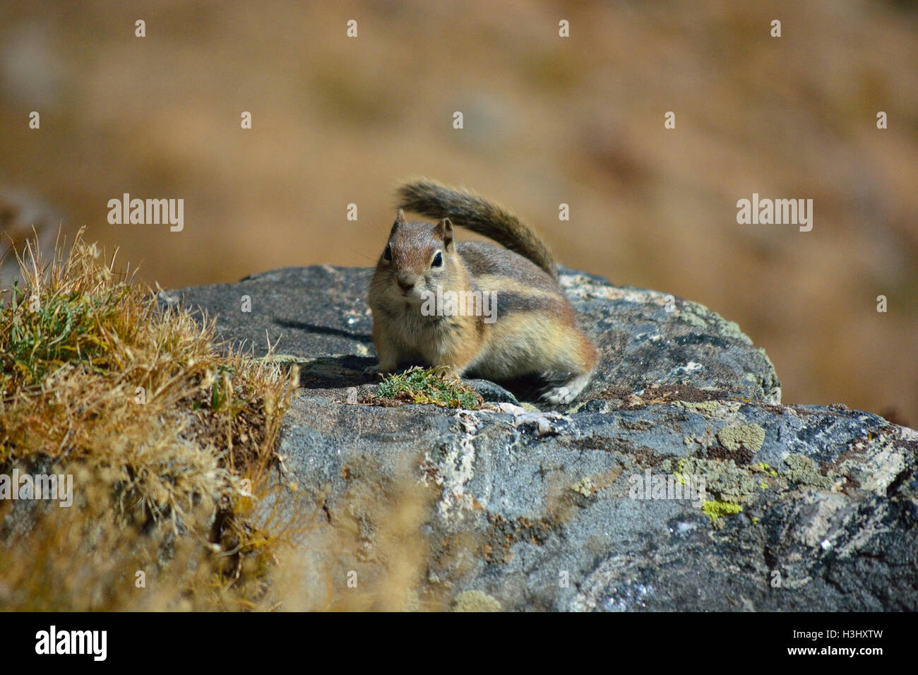 Brown Chipmunk on a Rock on a Sunny Day Stock Photo