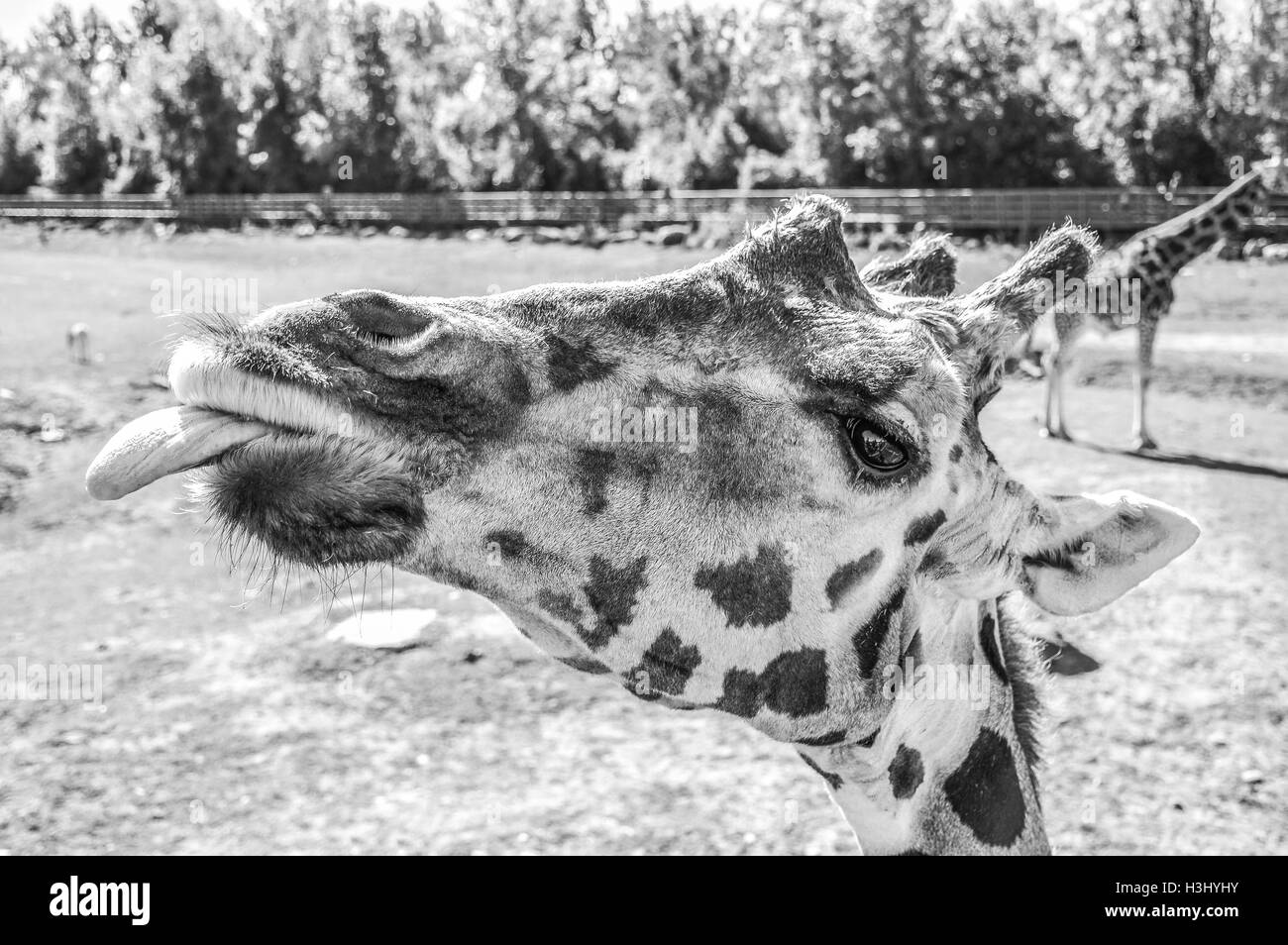 Giraffe showing his tongue in Quebec, Canada. Stock Photo