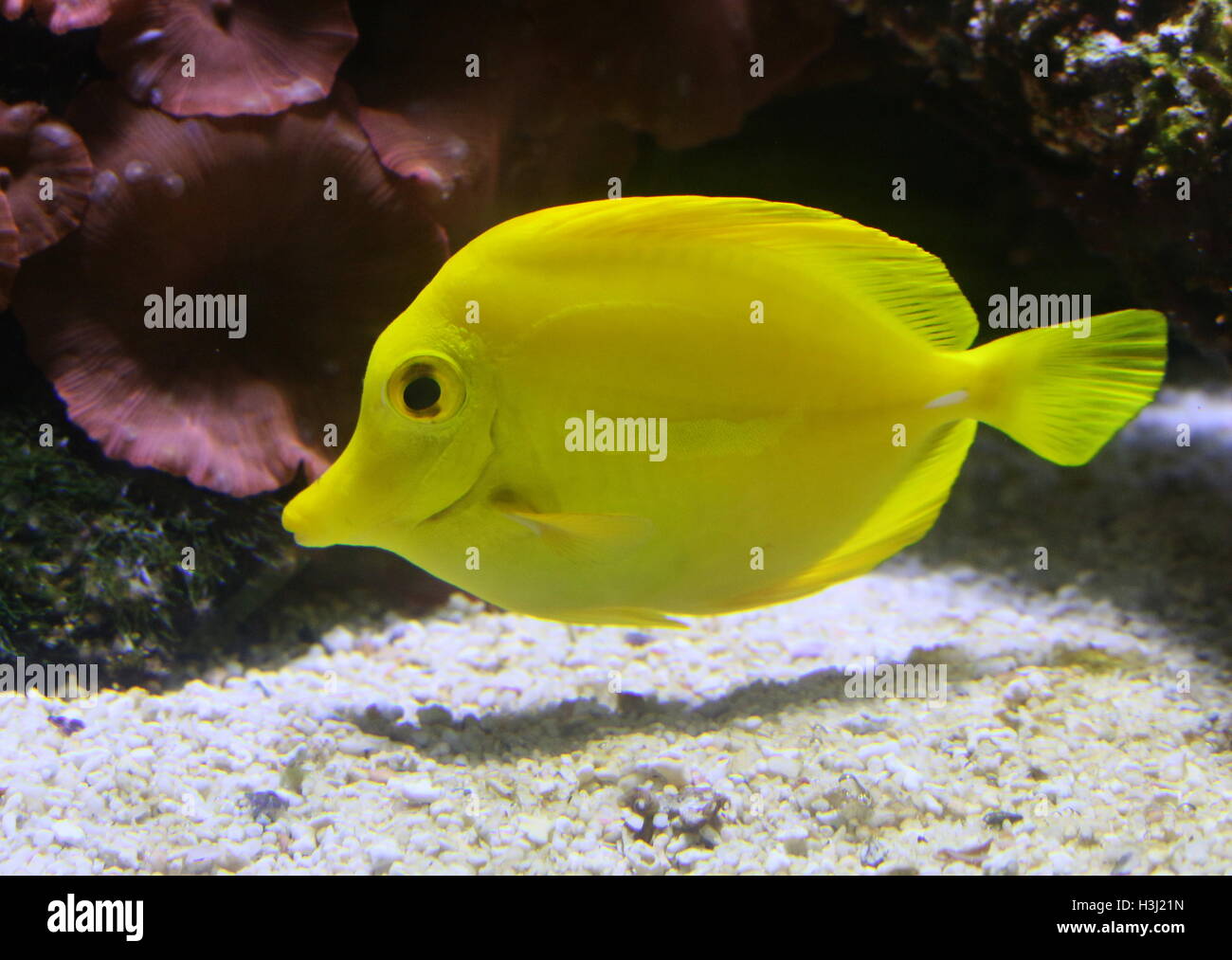 Yellow Tang Surgeonfish (Zebrasoma flavescens), native to the Indian Ocean & Pacific Stock Photo