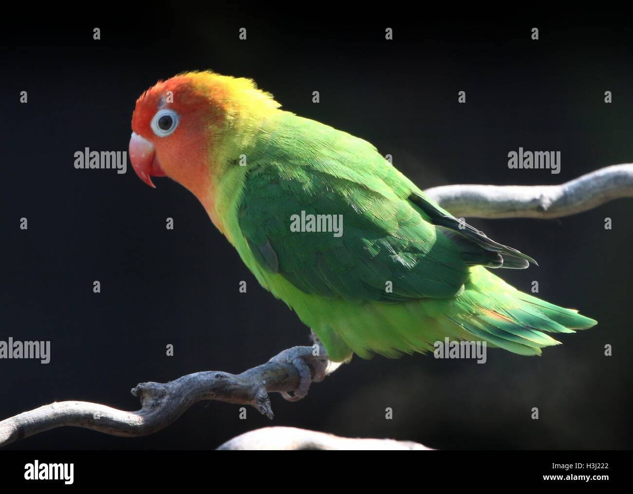 Southeast African Nyasa or Lilian's Lovebird (Agapornis lilianae), a small parrot variety. Stock Photo