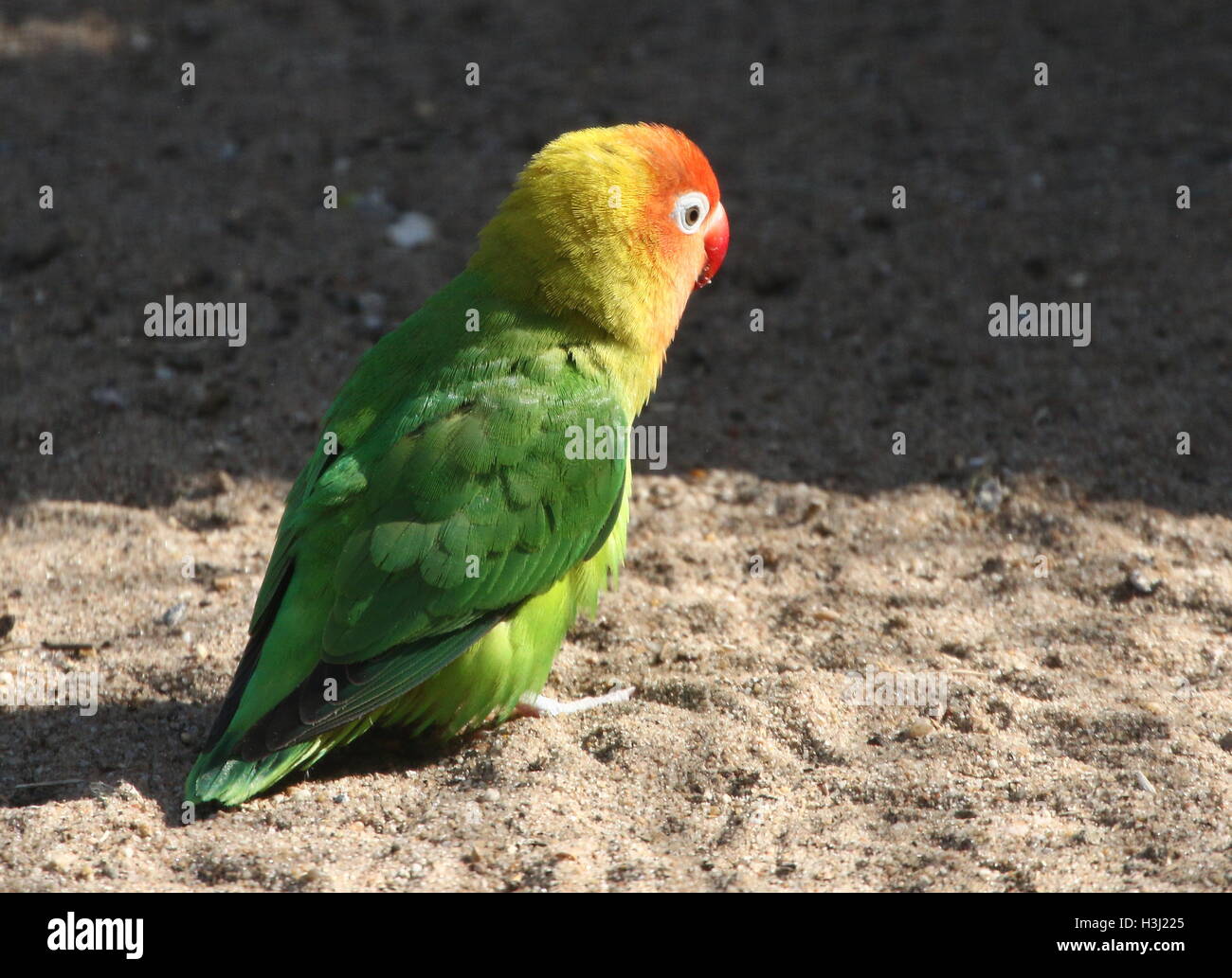 Lilian Lovebird Hi res Stock Photography And Images Alamy lilian-lovebird-hi-res-stock-photography-and-images-alamy