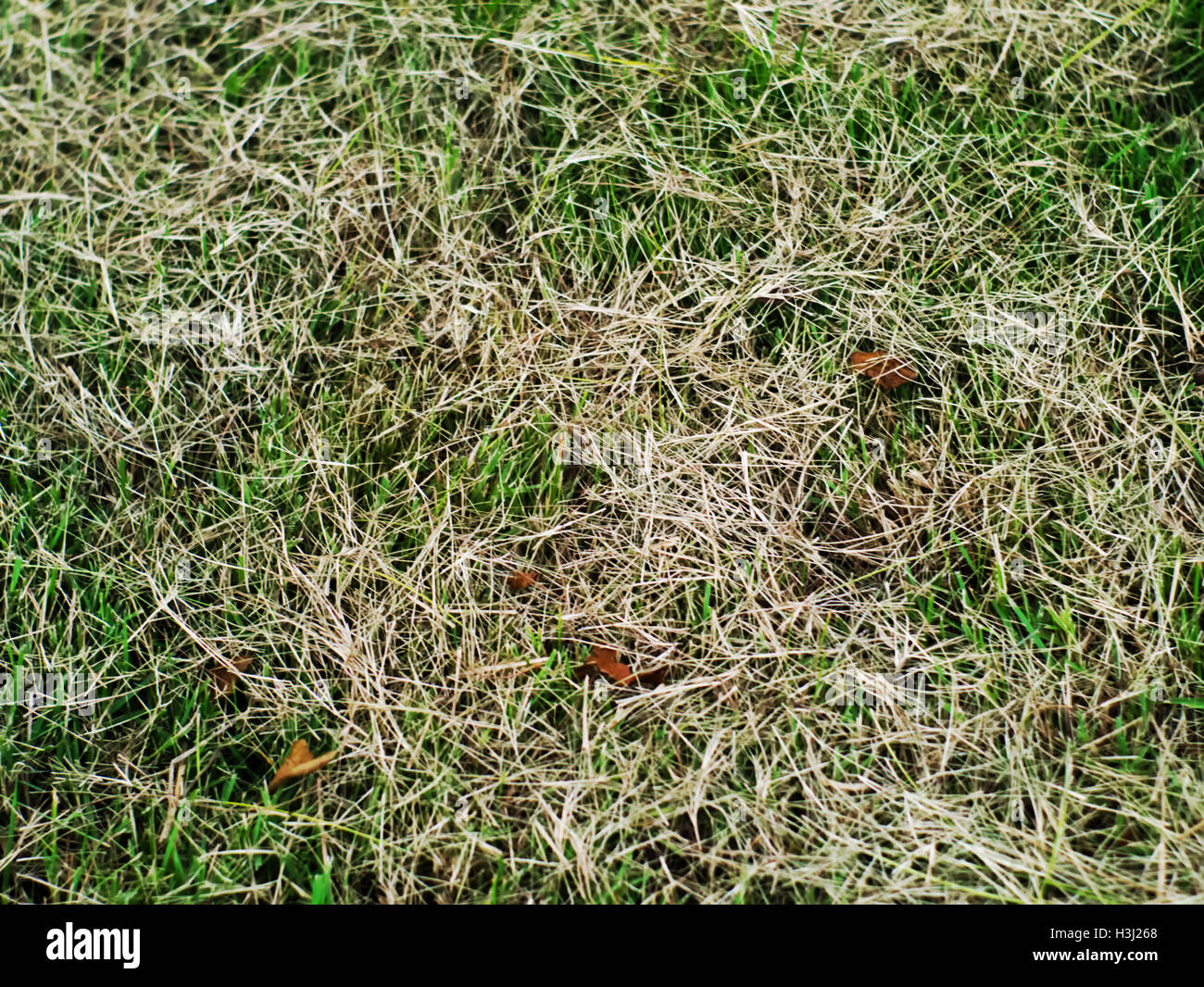 Small pile green grass hi-res stock photography and images - Alamy