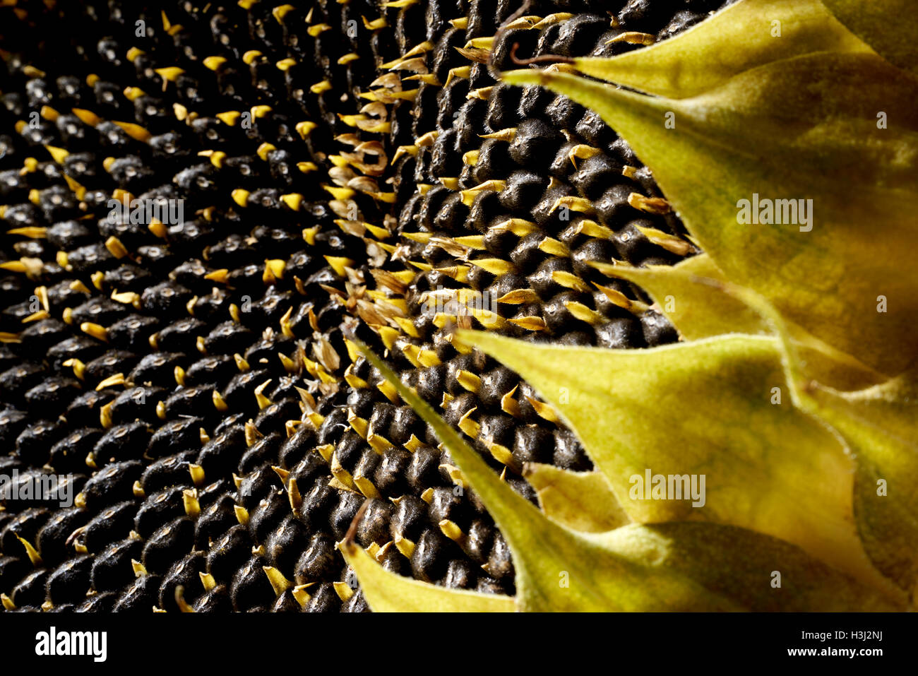 Sunflower Seed Head High Resolution Stock Photography and Images Alamy
