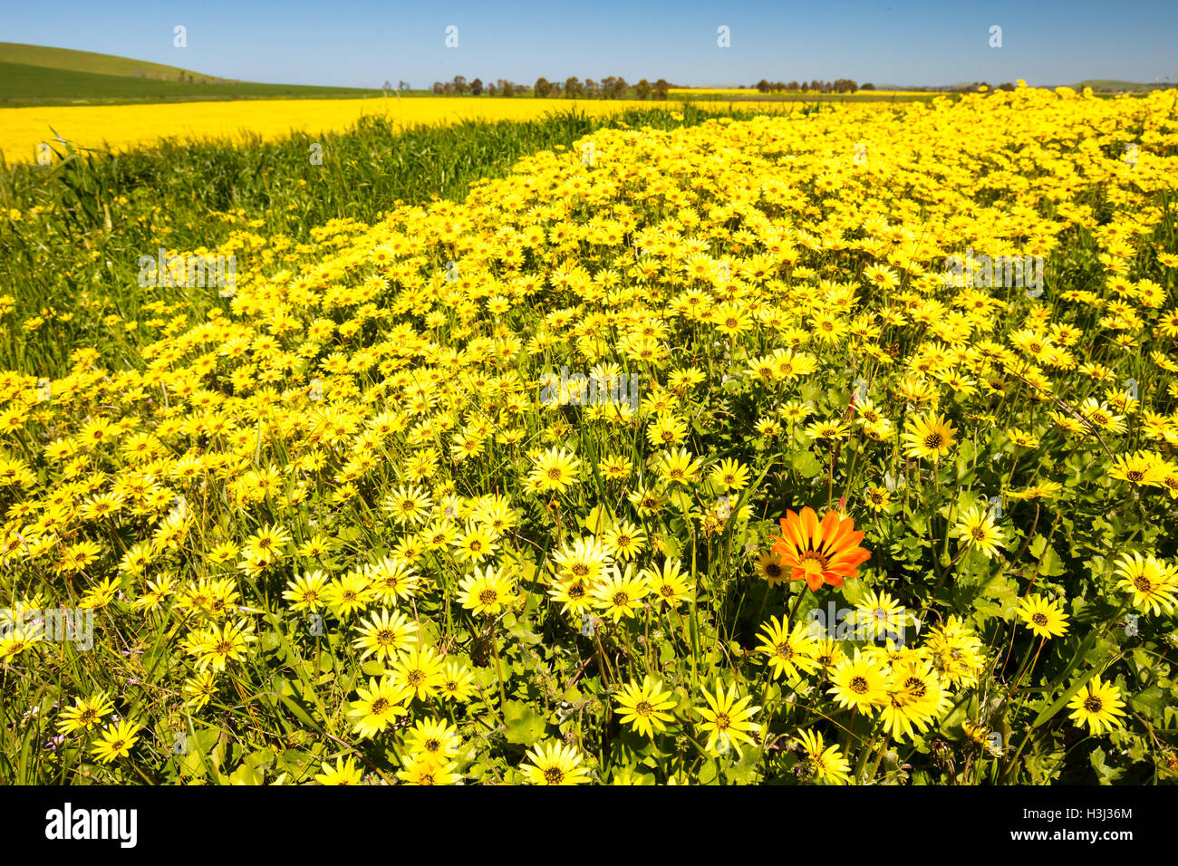 Wildflowers Australia Stock Photos & Wildflowers Australia Stock Images