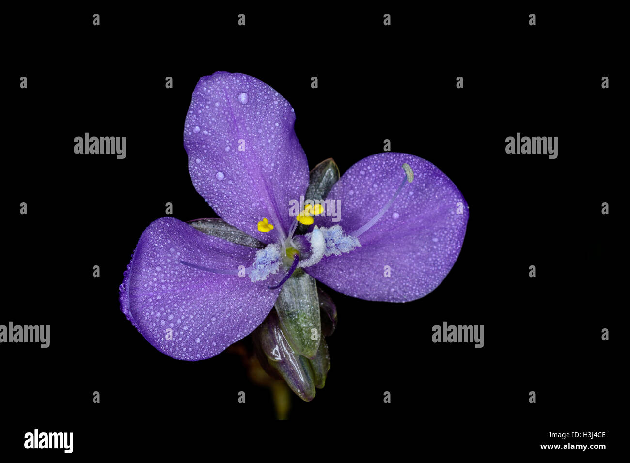 Calanthe cardioglossa Schltr orchid soil type. Stock Photo