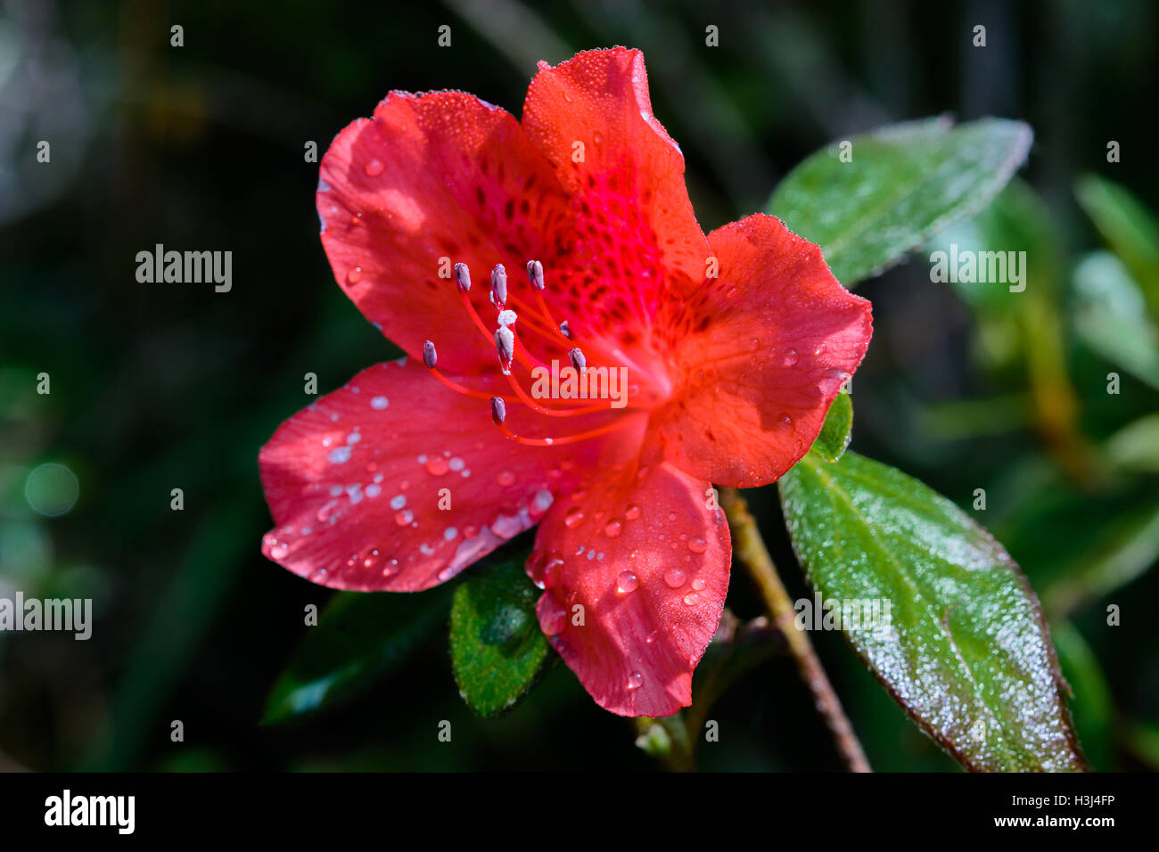 Rhododendron arboreum Smith subsp. delavayi (Franch.) Chamberlain, ERICACEAE, Delavay's Rhododendron Stock Photo