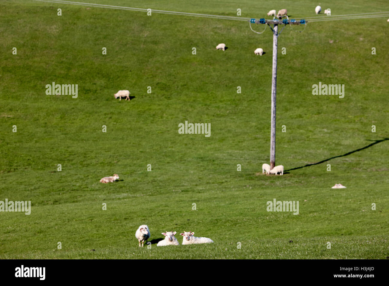 lambs and flock of icelandic sheep on a farm Iceland Stock Photo