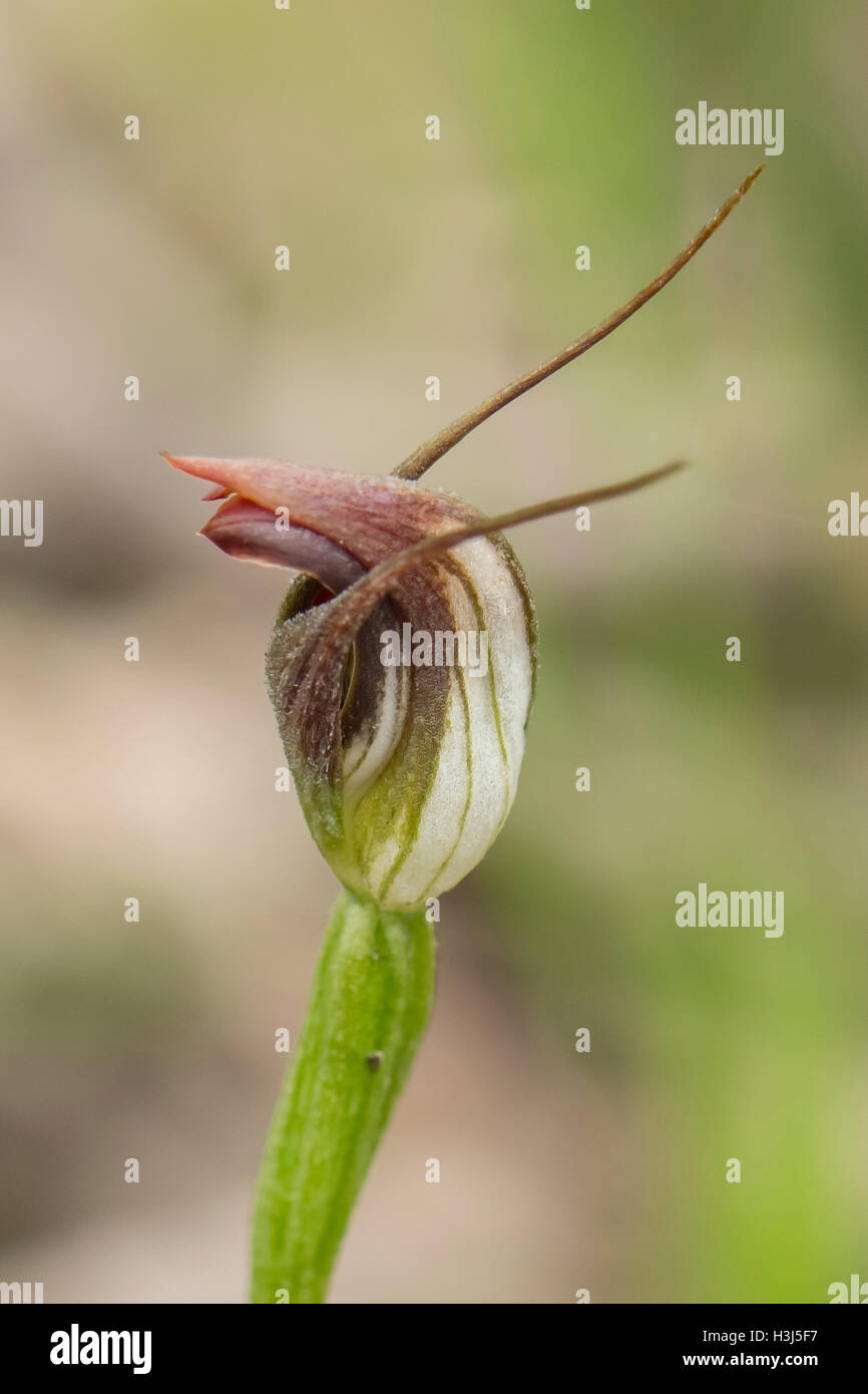 Pterostylis pedunculata, Maroonhood Orchid at Baluk Willam Flora Reserve, Belgrave South, Victoria, Australia Stock Photo