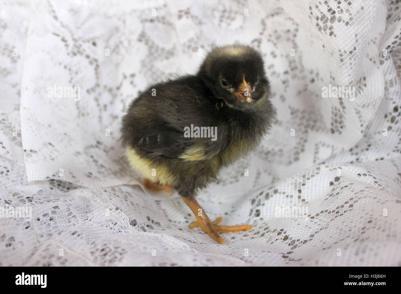 Rock Chick High Resolution Stock Photography and Images - Alamy