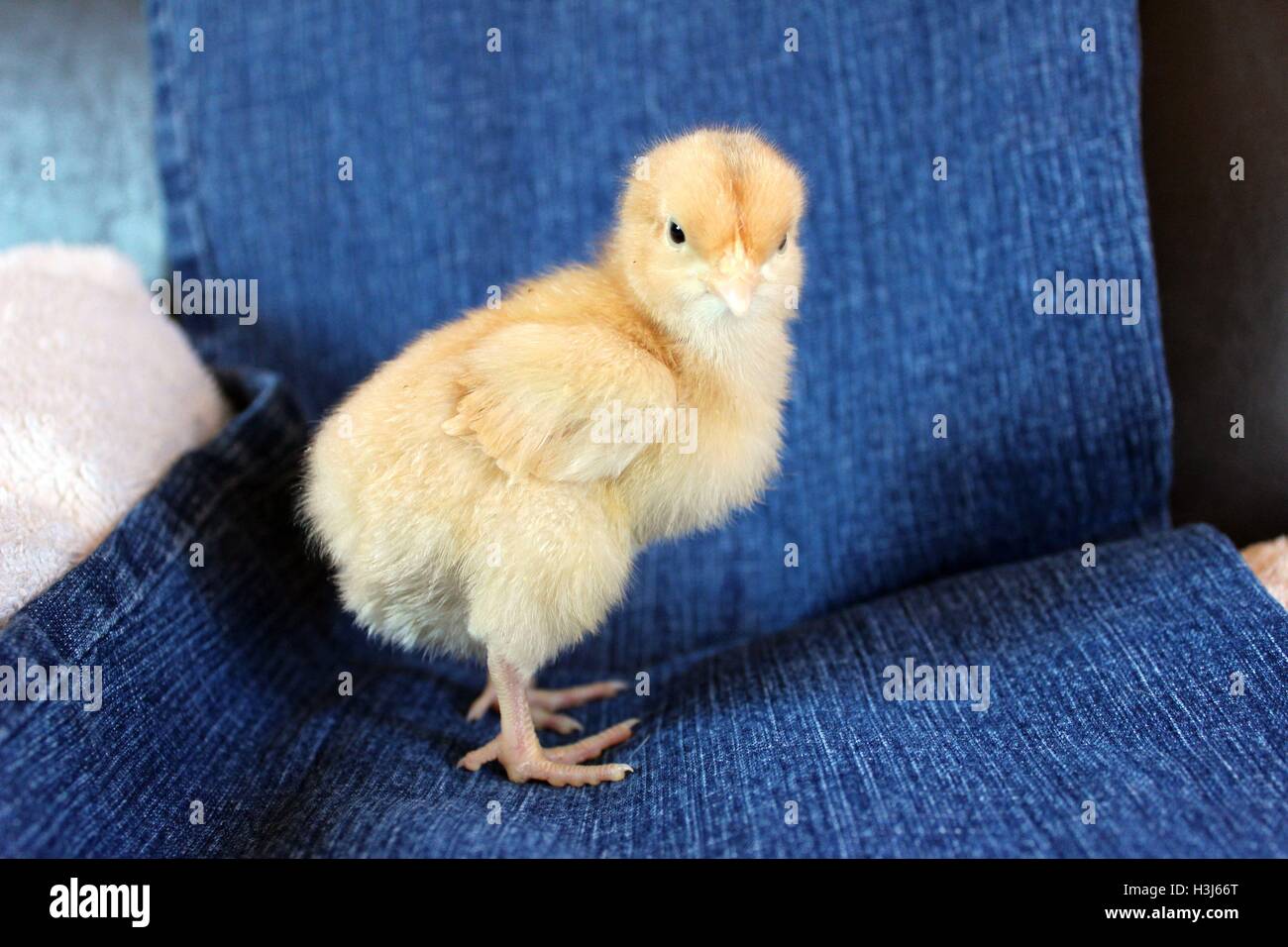 Buff Orpington Baby Boy Chick on Blue Denim Stock Photo
