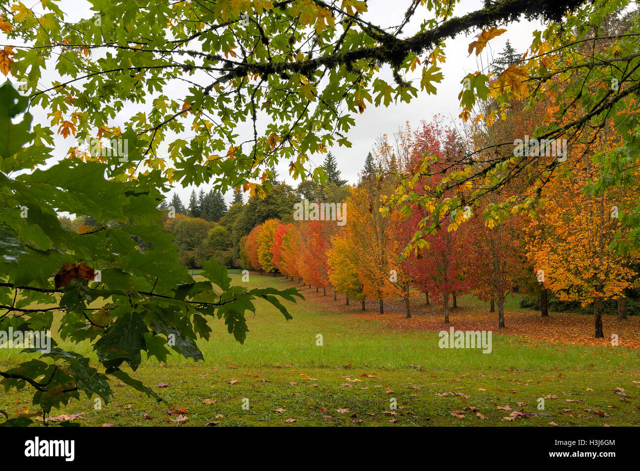 Fall Colors of Maple Trees in the Park during Autumn Stock Photo