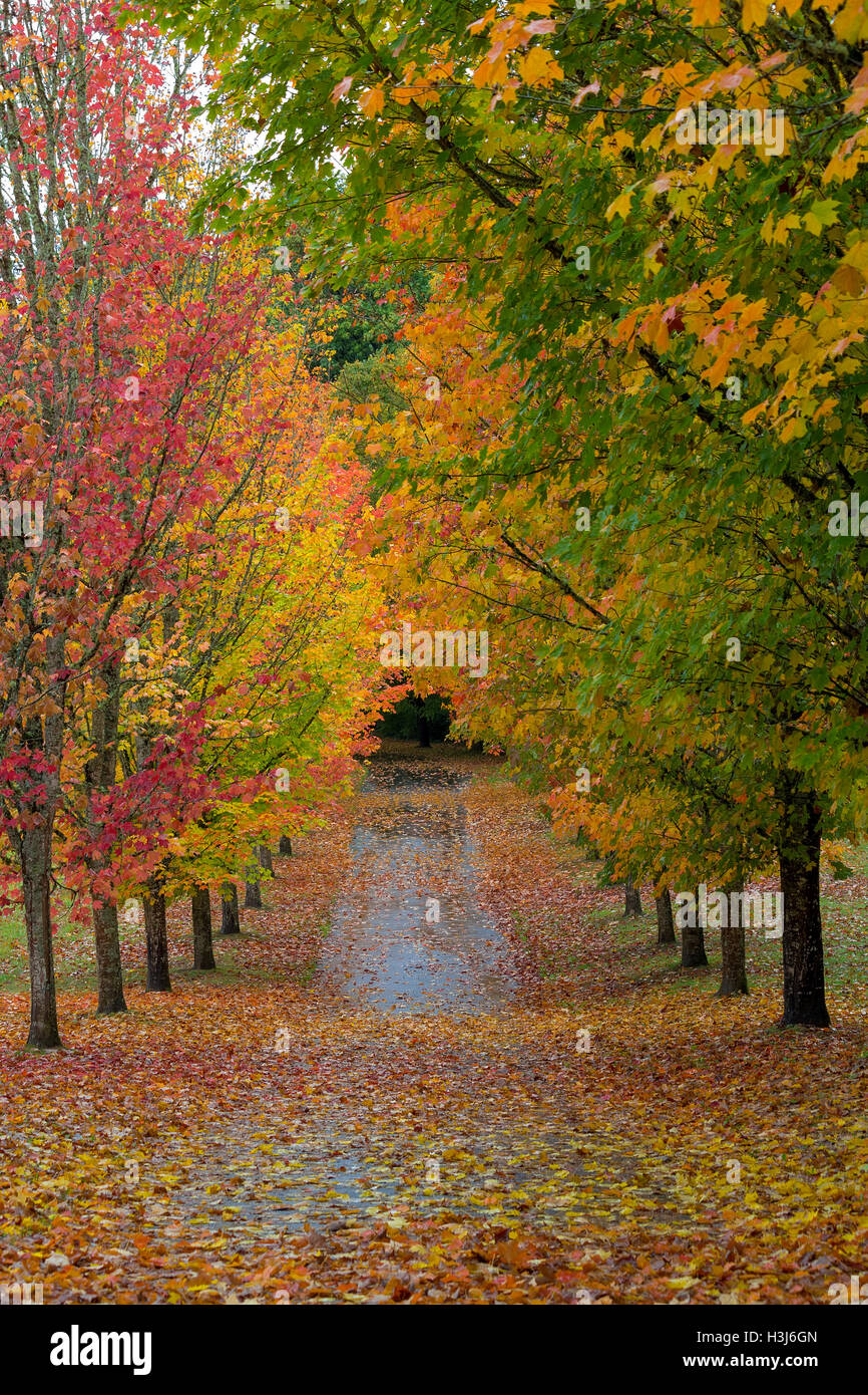 Path in Oregon Lined with Maple Trees in Fall Season Stock Photo