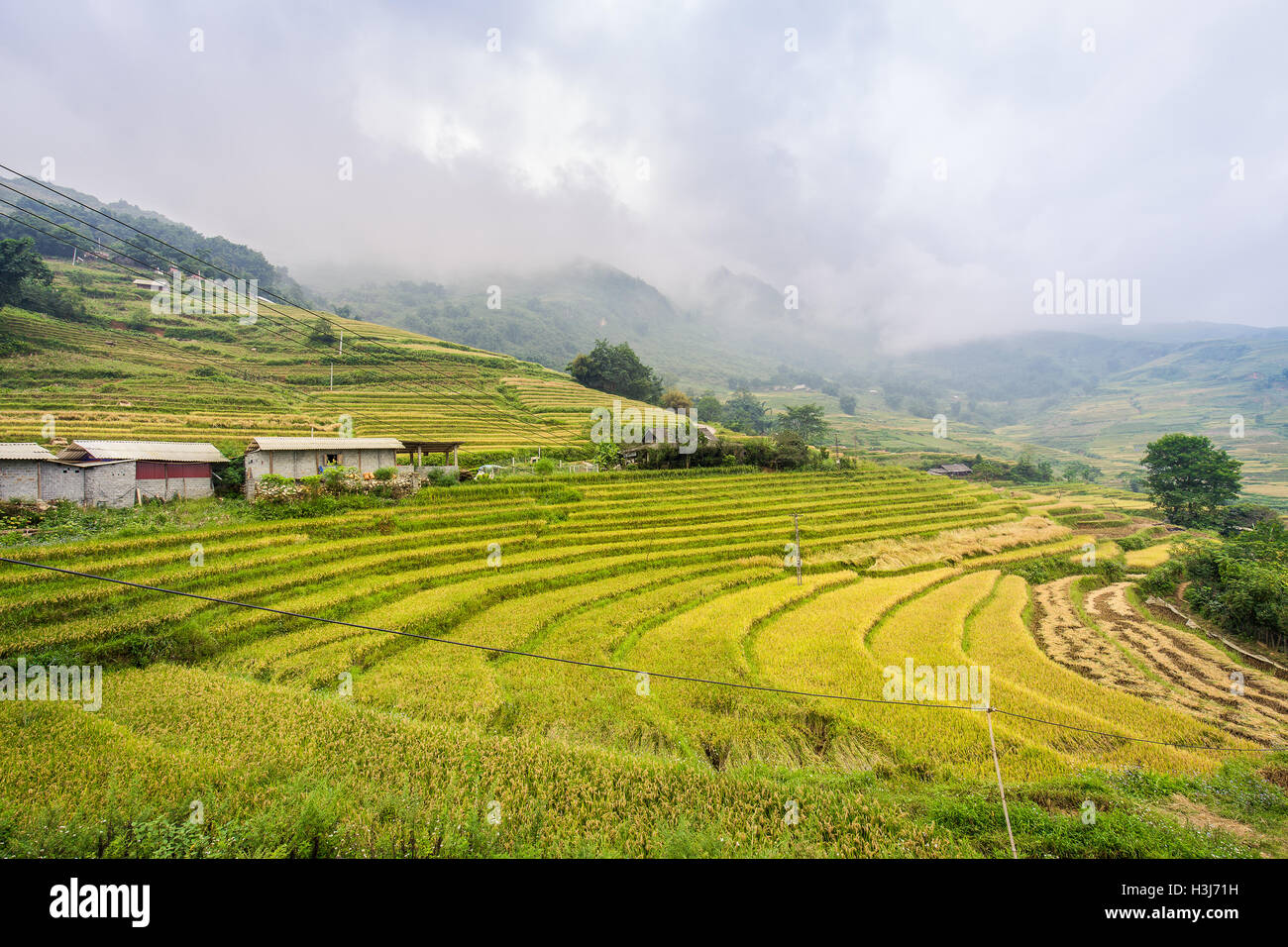 Green rice terraces with small building which surround by green mountain covered by fog all day at Sa Pa, Vietnam. Stock Photo