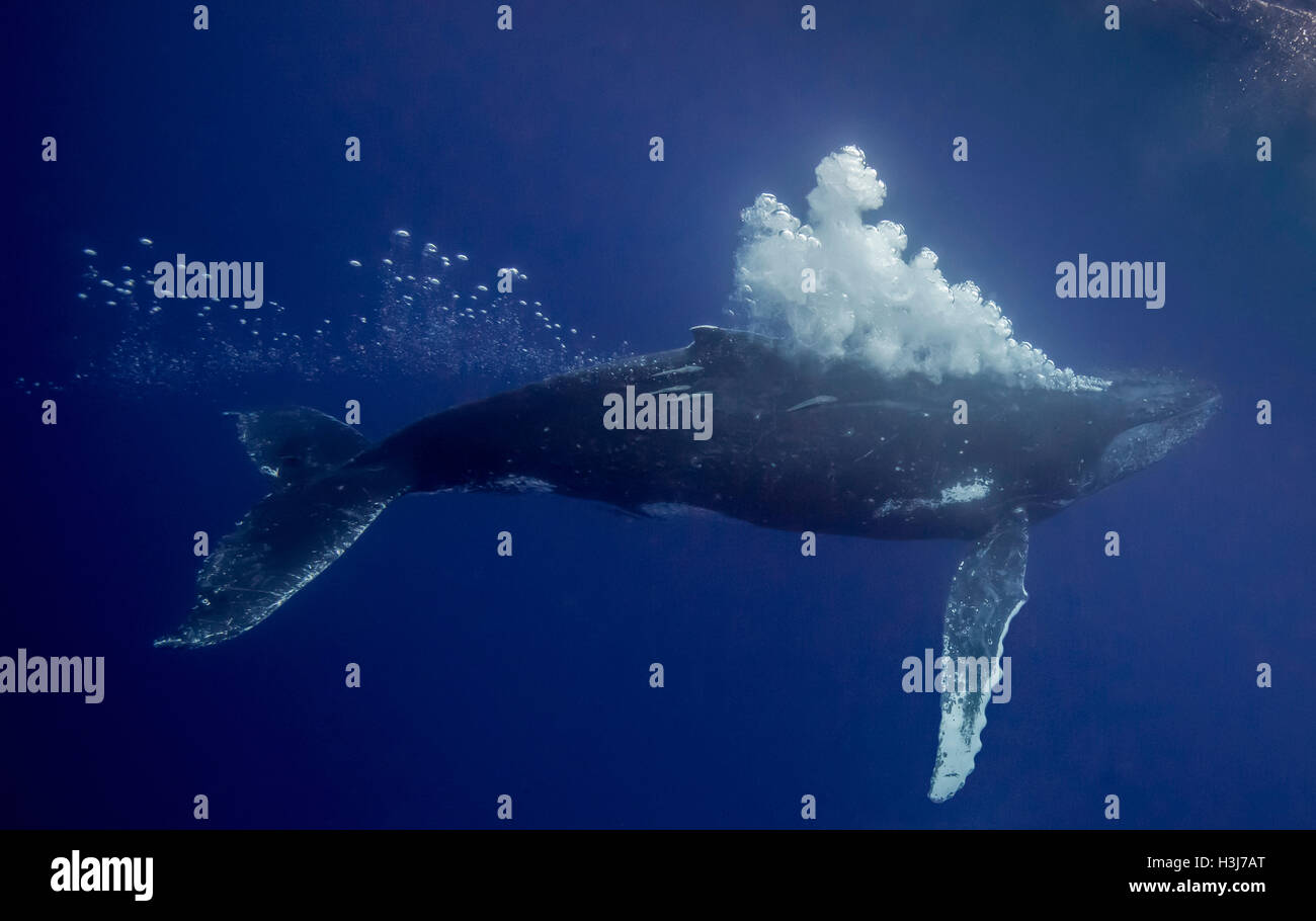 Humpback whale (Megaptera novaeangliae) blowing bubbles, off the island of Vava’u, Tonga Stock Photo