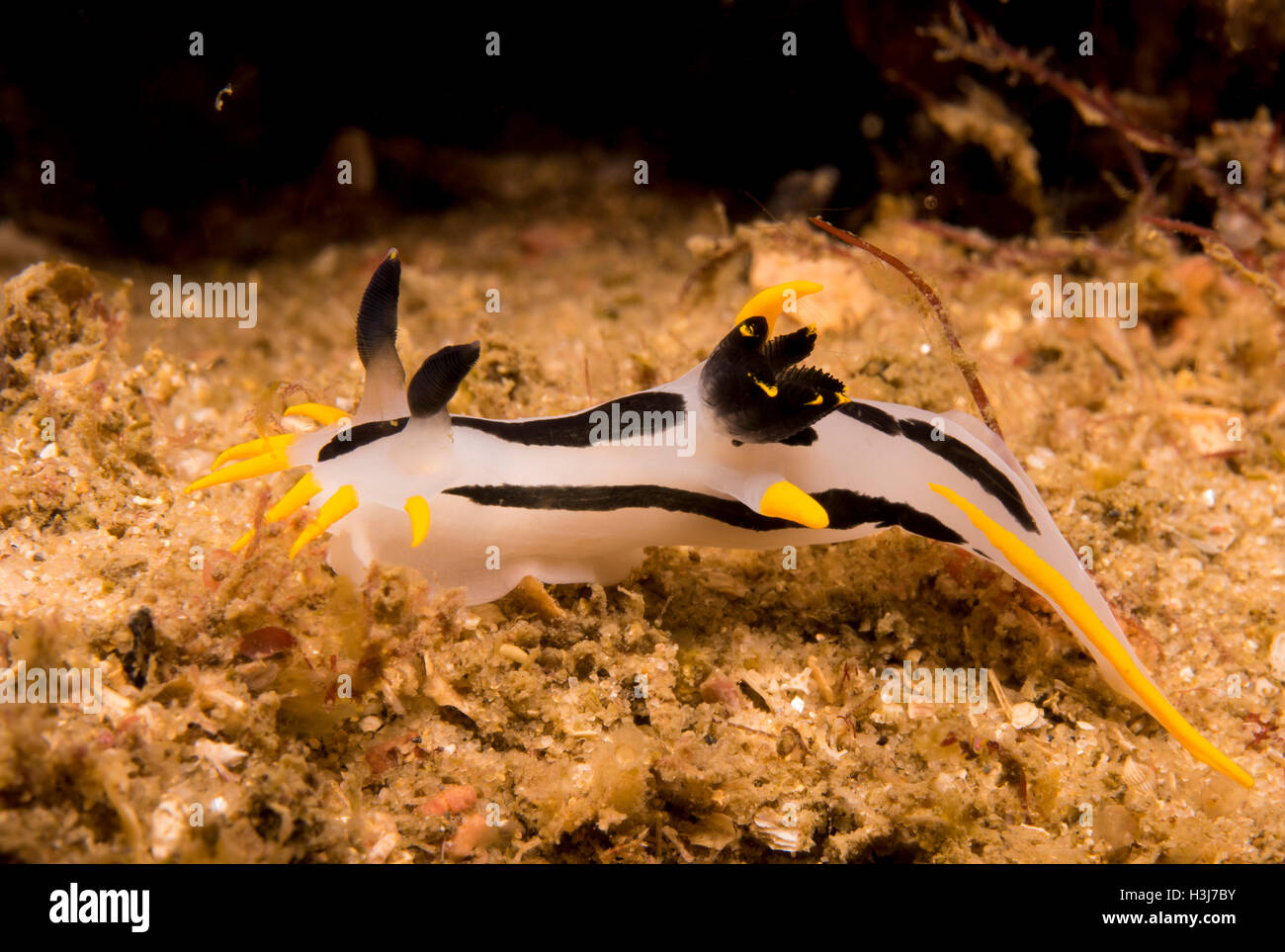 A nudibranch, Polycera capensis, off Fly Point, Port Stephens, New South Wales, Australia Stock Photo