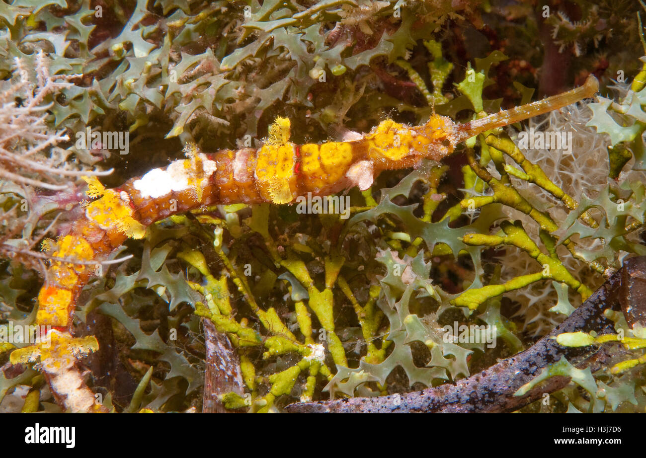 Whiskered Pipefish (Halicampus macrorhynchus) Stock Photo