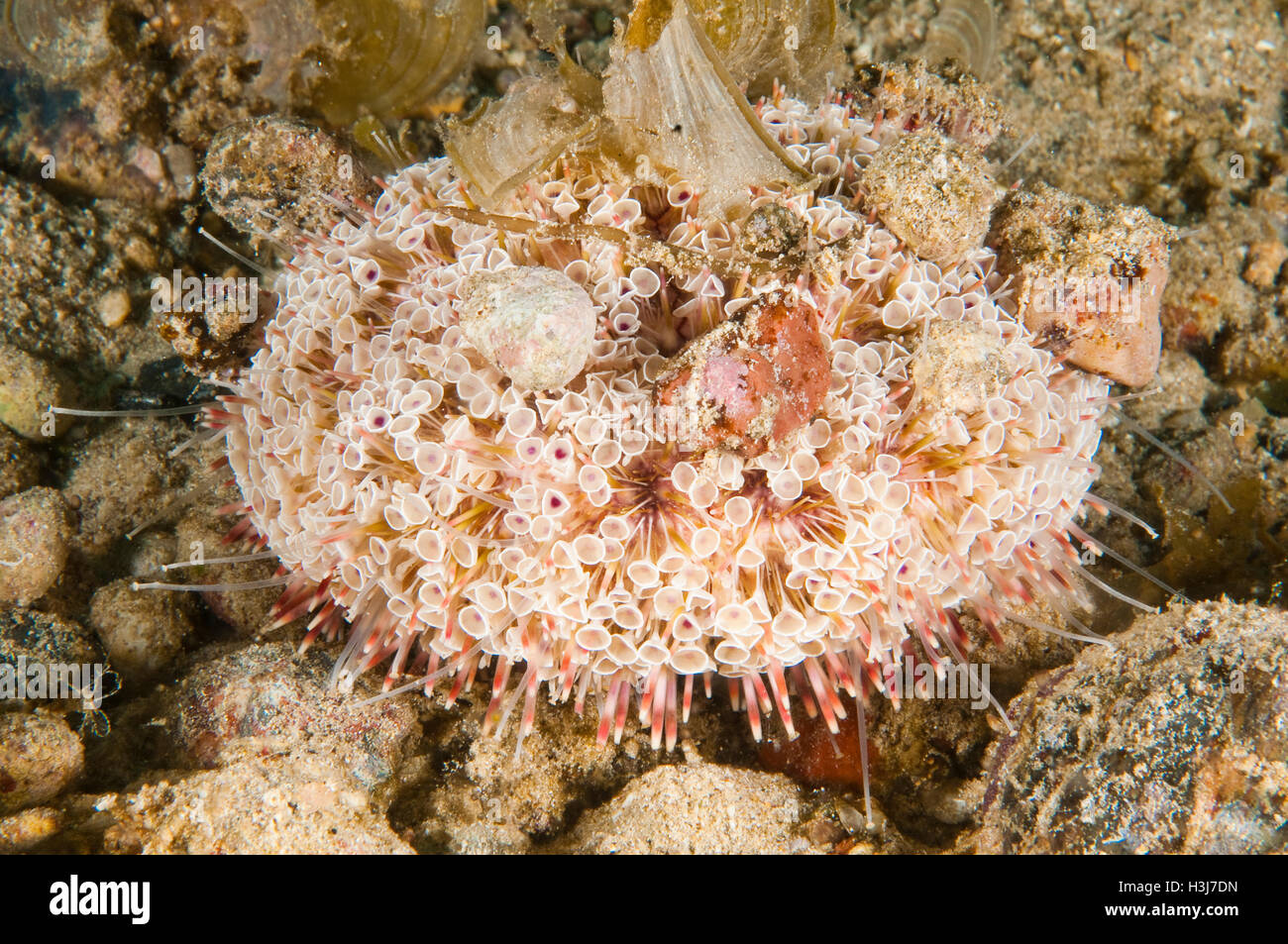 Toxic sea urchin (Toxopneustes pileolus), off Pasar Wajo, Buton Island, Indonesia Stock Photo