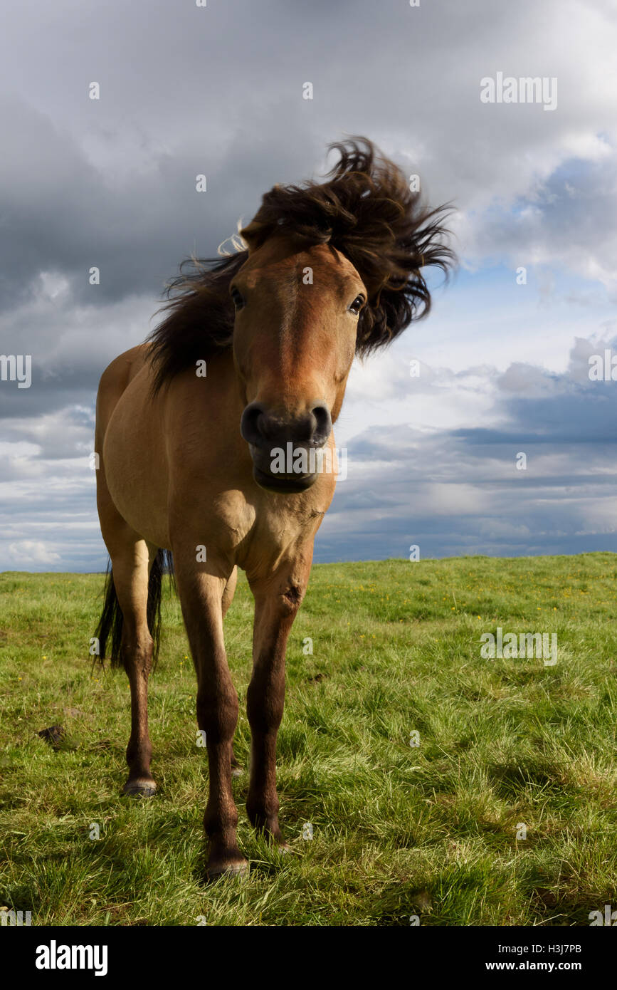 Icelandic horse on a farm, Iceland Stock Photo Alamy