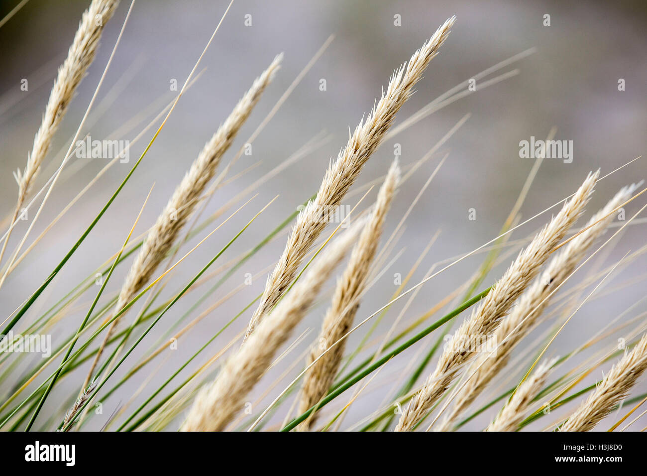 Grass blowing in the wind on Findhorn Beach Stock Photo