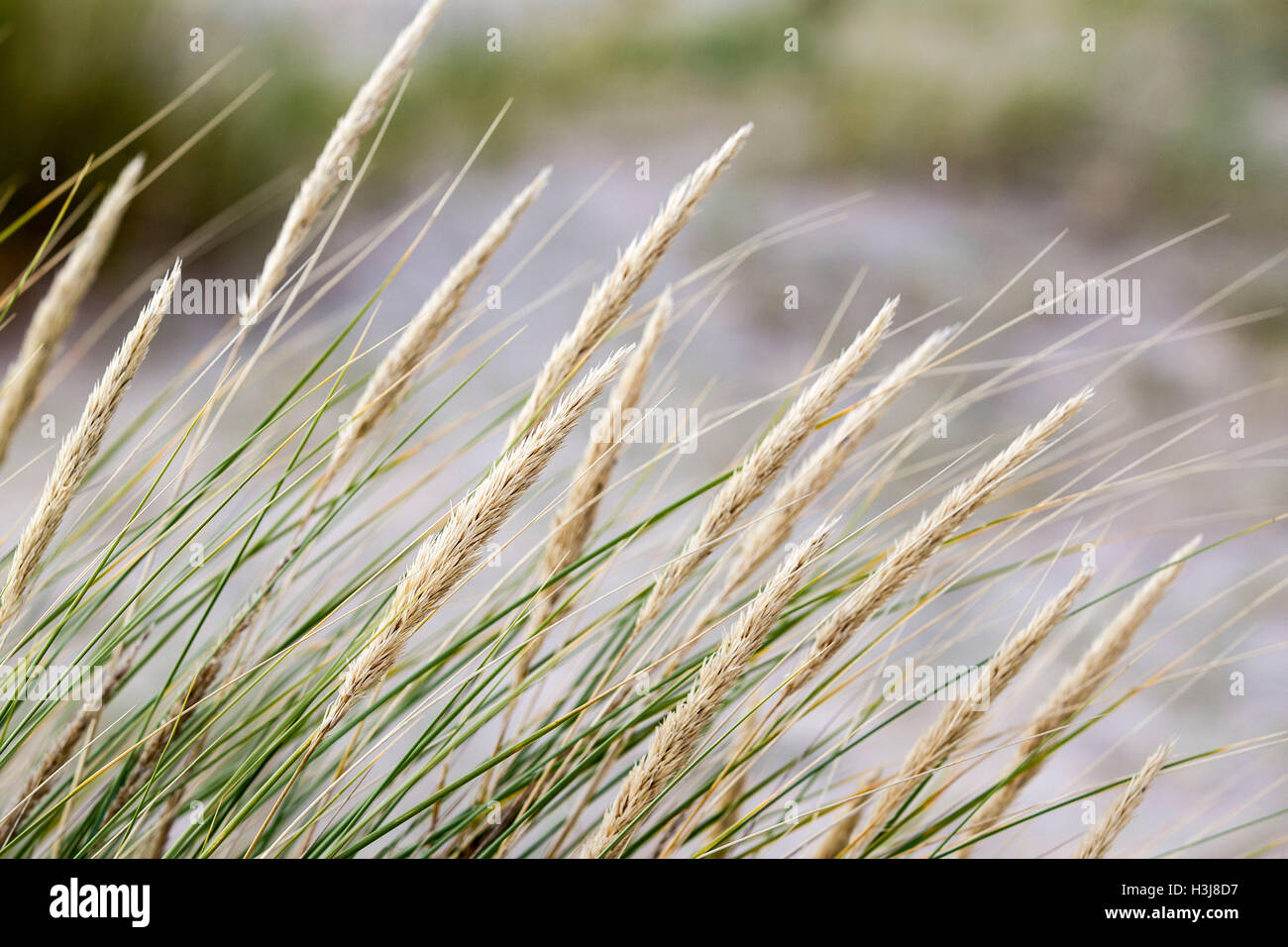 Grass blowing in the wind on Findhorn Beach Stock Photo