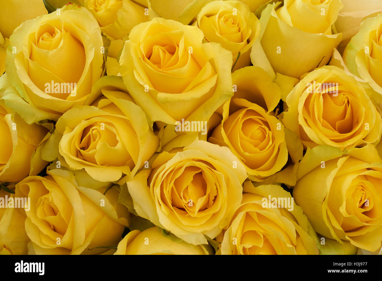 Bunch of beautiful yellow roses as floral background Stock Photo