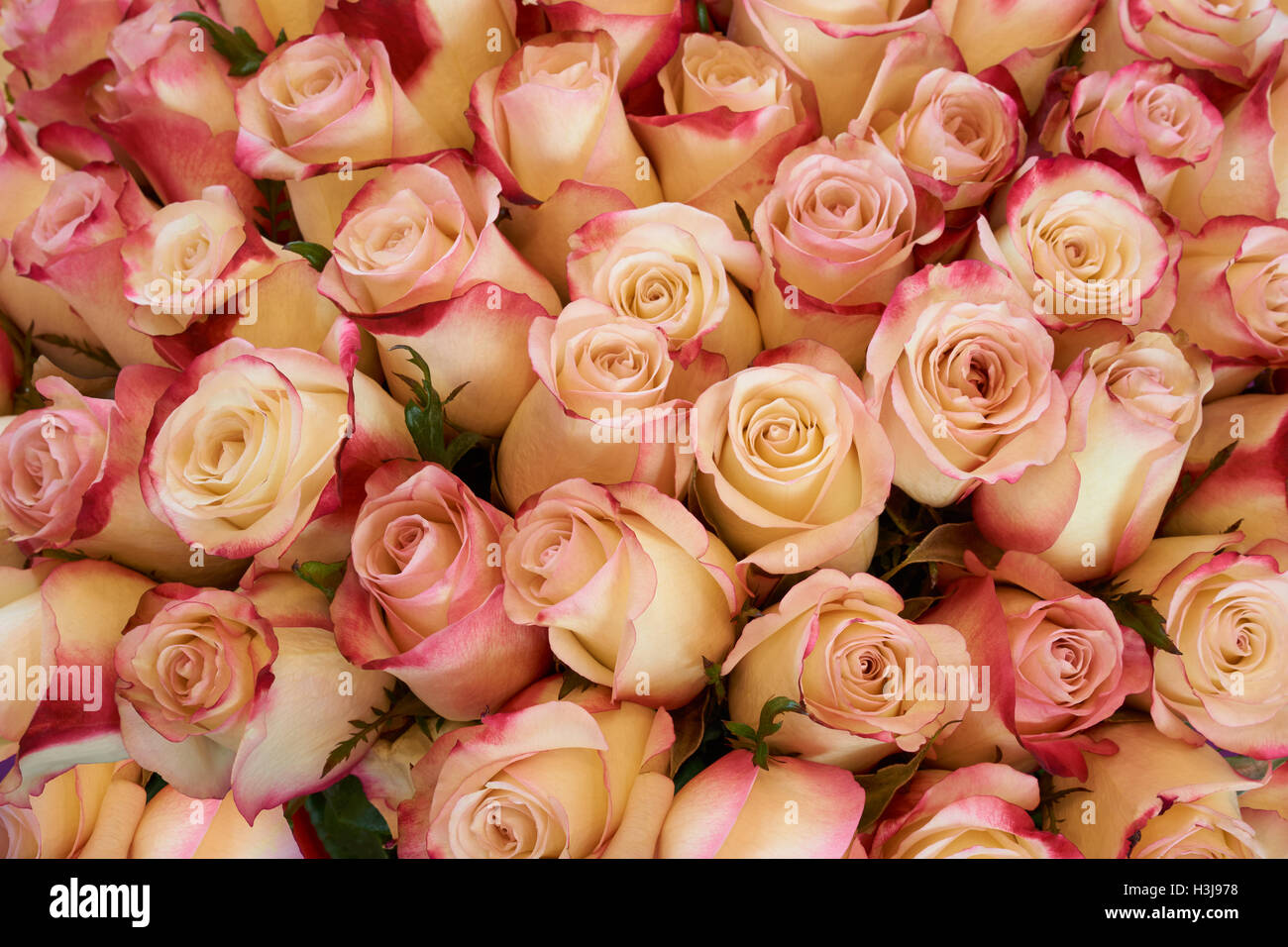 Heap of beautiful roses as floral background Stock Photo