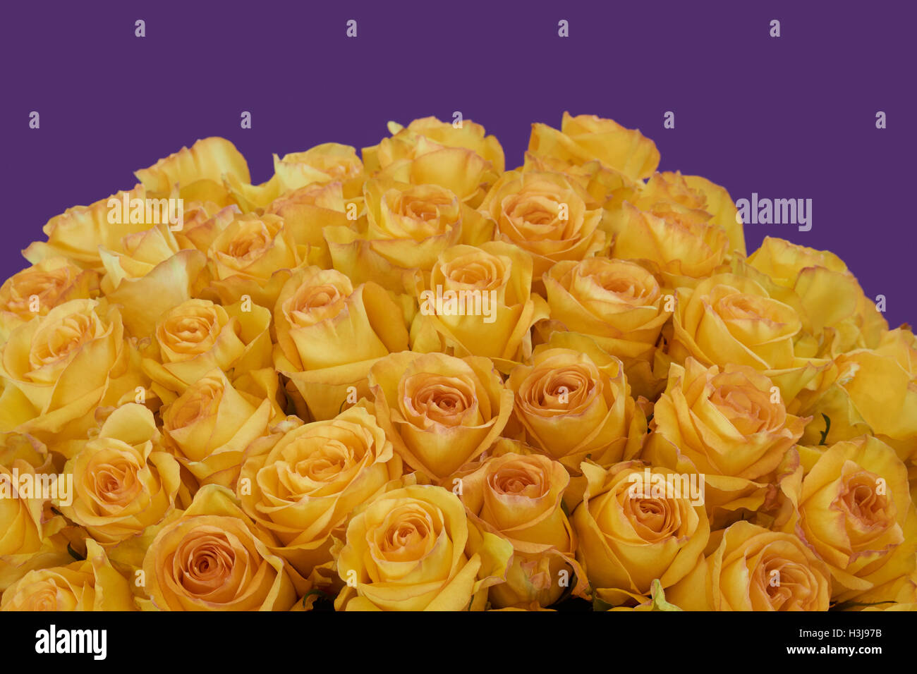 Bunch of beautiful yellow roses on violet background Stock Photo