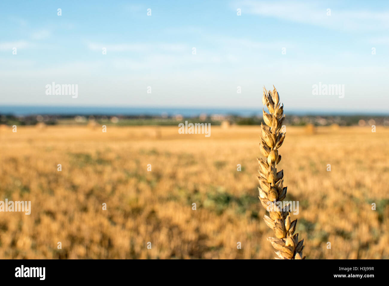 Single grain spike  Germany: single grain spike with yellow field in the background on a sunny afternoon Stock Photo