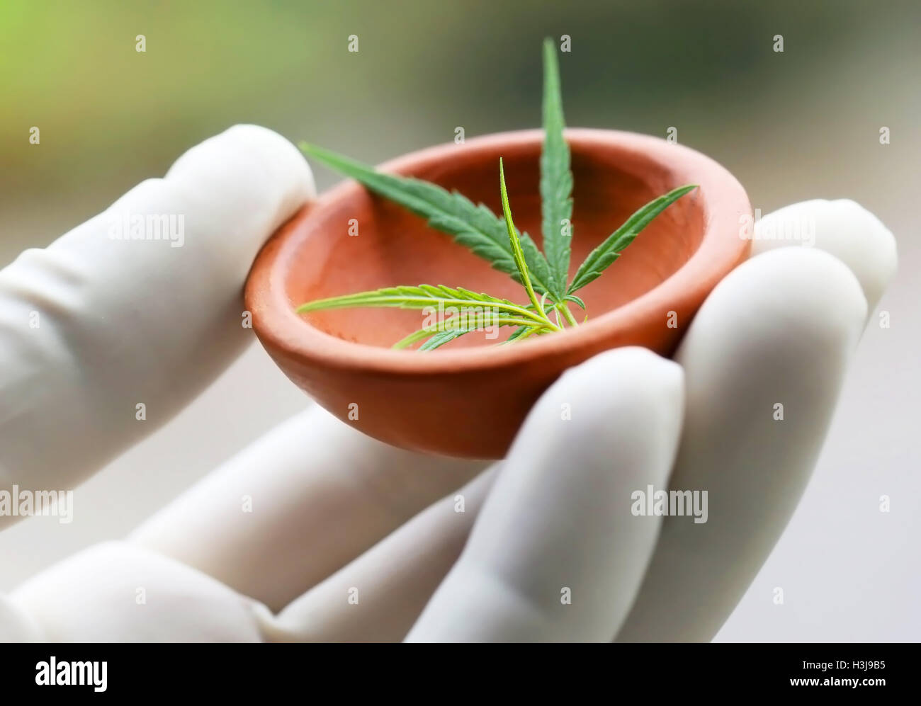 Cannabis or marijuana leaves holding by hand in a pottery wearing protecting glove Stock Photo