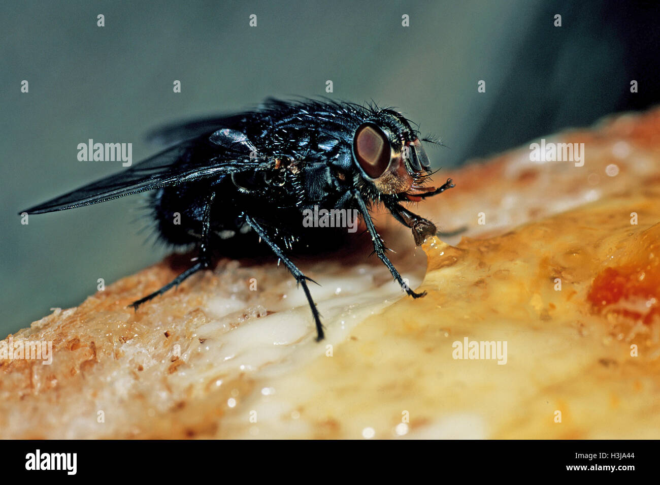 Black fly proboscis hires stock photography and images Alamy