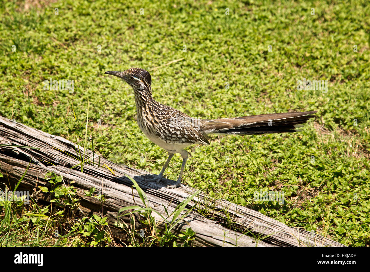 Young roadrunner standing on wood Stock Photo Alamy