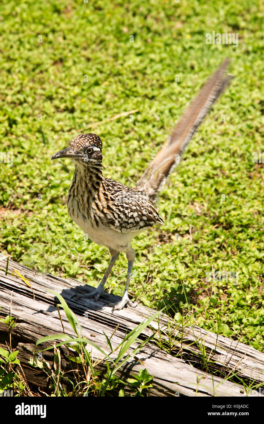 Young roadrunner Stock Photo