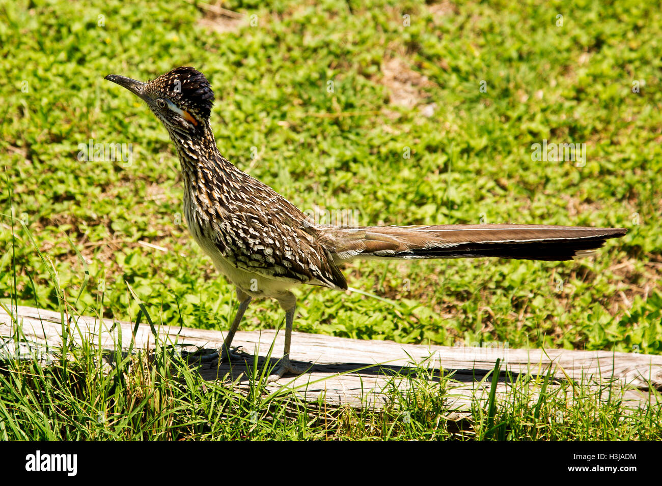 Texas wildlife hires stock photography and images Alamy