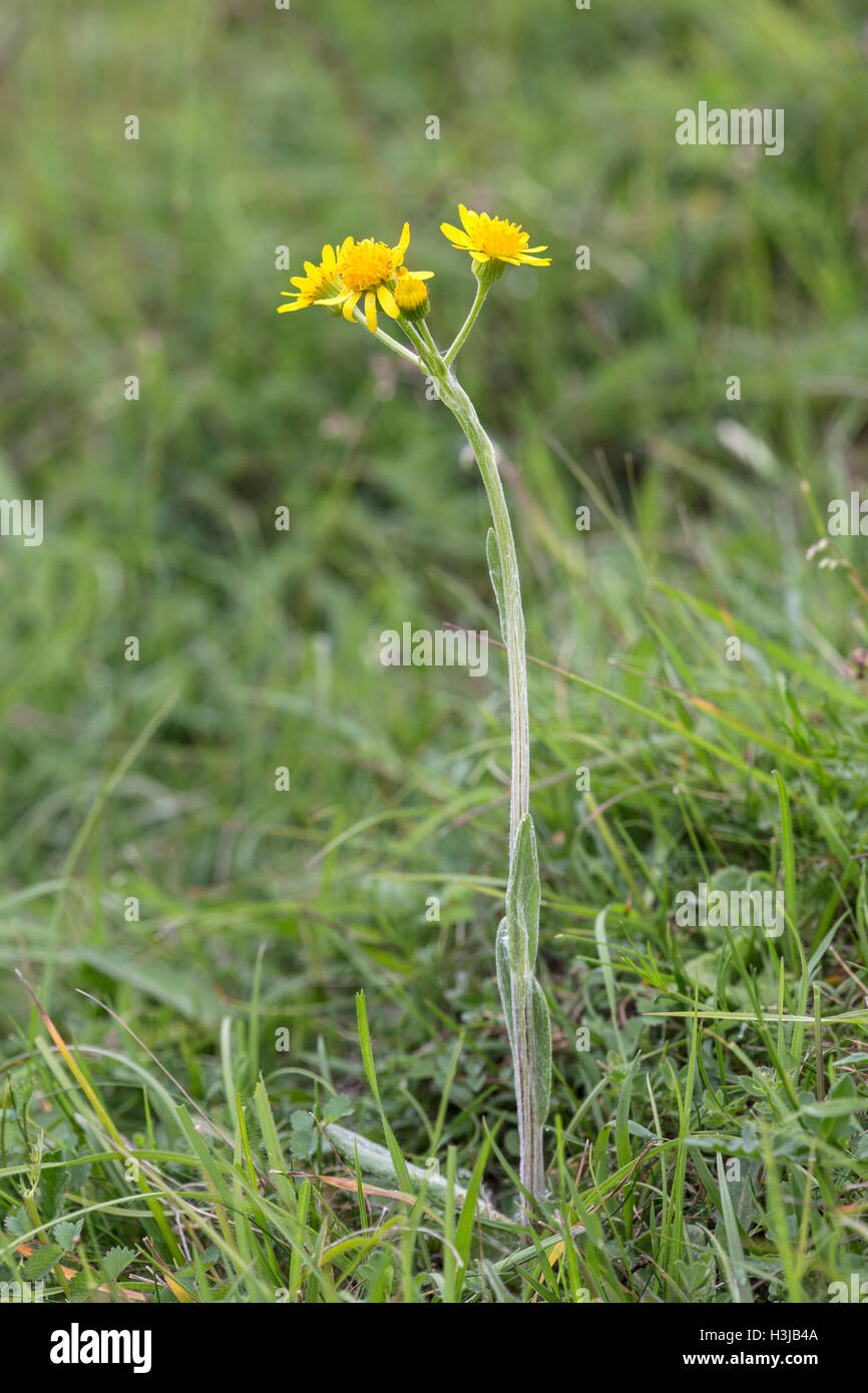 field fleawort (Tephroseris integrifolia) flower growing in field in Bedfordshire, England, UK Stock Photo